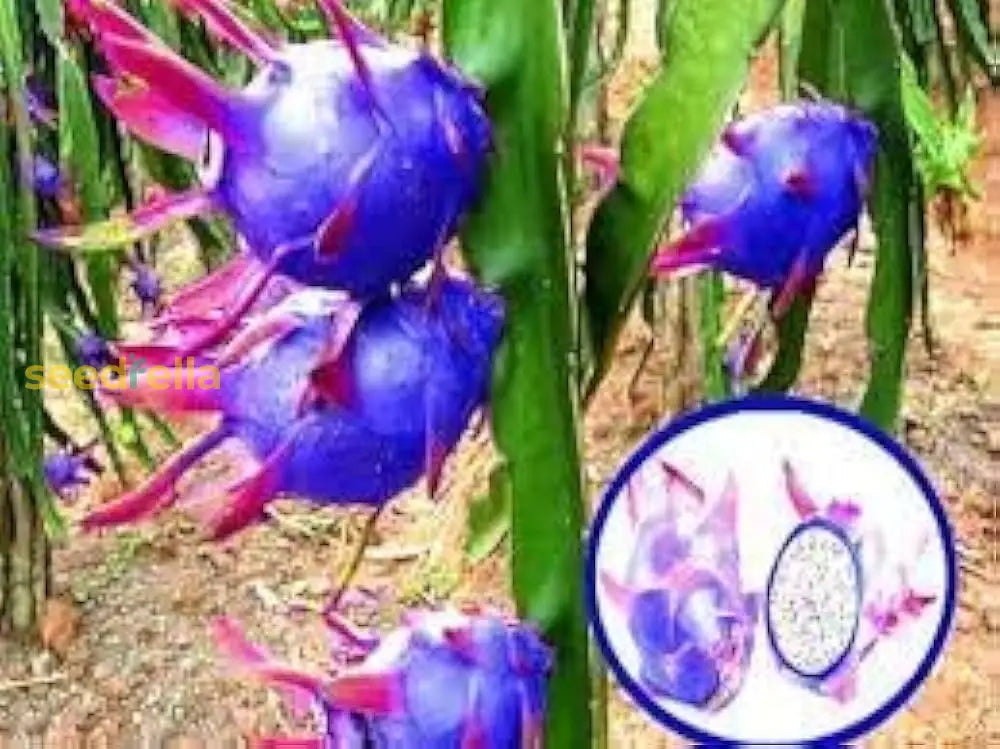 Tropical Dragon Fruit Seeds Sky Blue Pitaya Variety for Home Garden