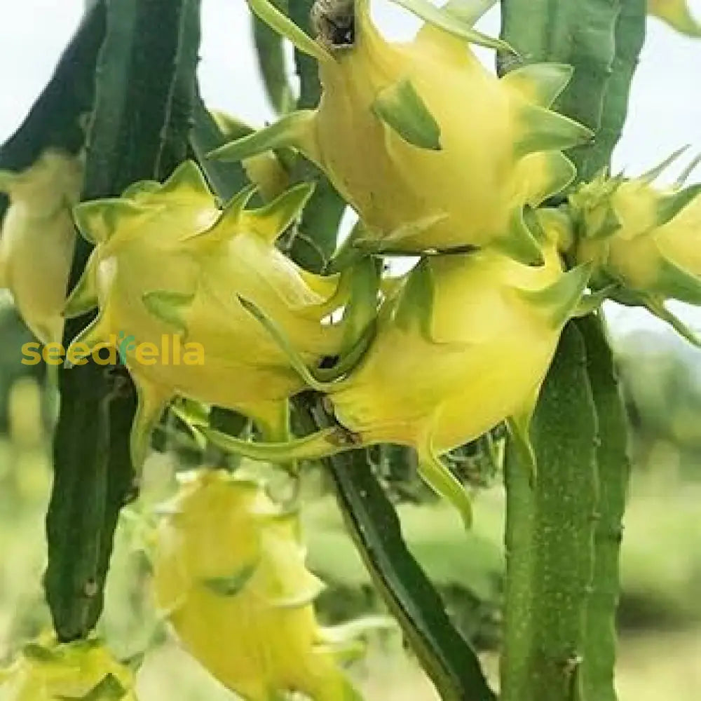 Tropical Dragon Fruit Seeds Yellow Pitaya Variety for Home Garden