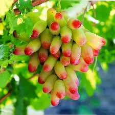 Tropical Manicure Finger Grape Seeds for Home Garden