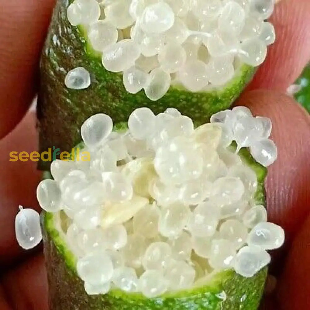 Tropical Finger Lime Seeds Easy Growing Citrus