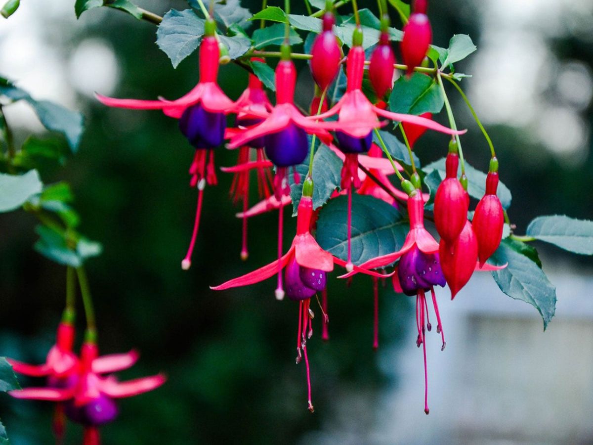 Tropical Fuchsia Seeds for Vibrant Outdoor Planting