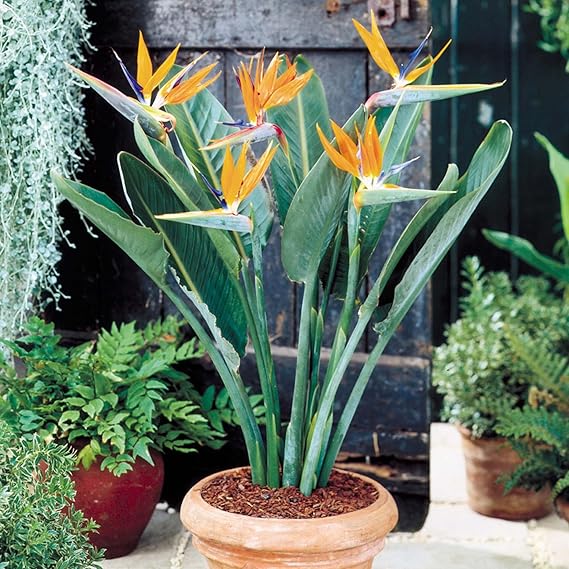Bird of Paradise Flowers in Tropical Garden