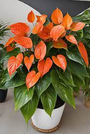Dark Orange Anthurium in Tropical Garden