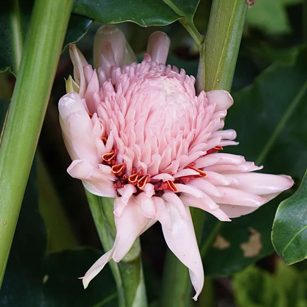 Pink Torch Ginger in Tropical Garden