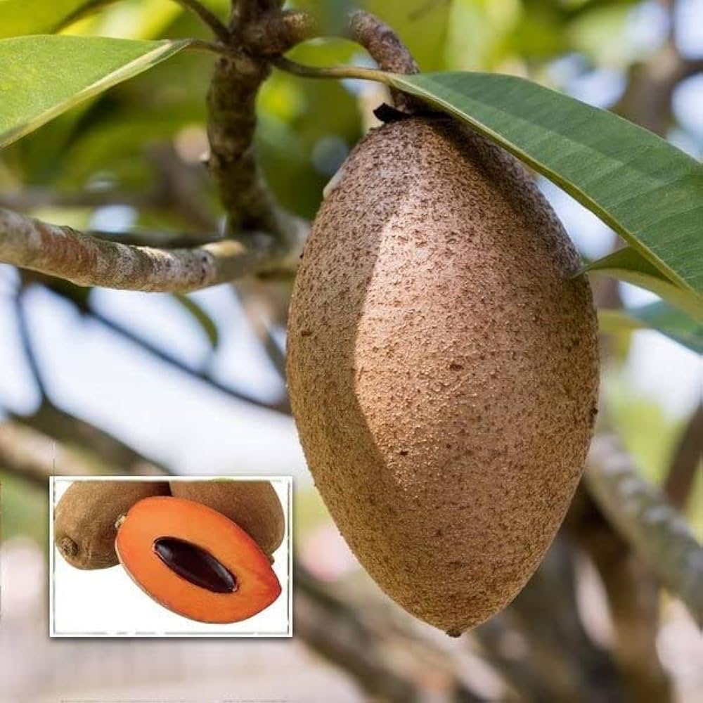 Sapodilla tree in tropical garden