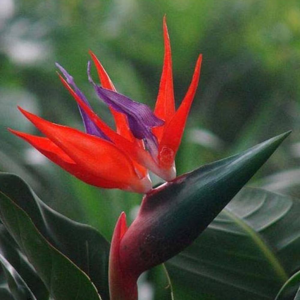 Tropical Garden with Strelitzia Blooms
