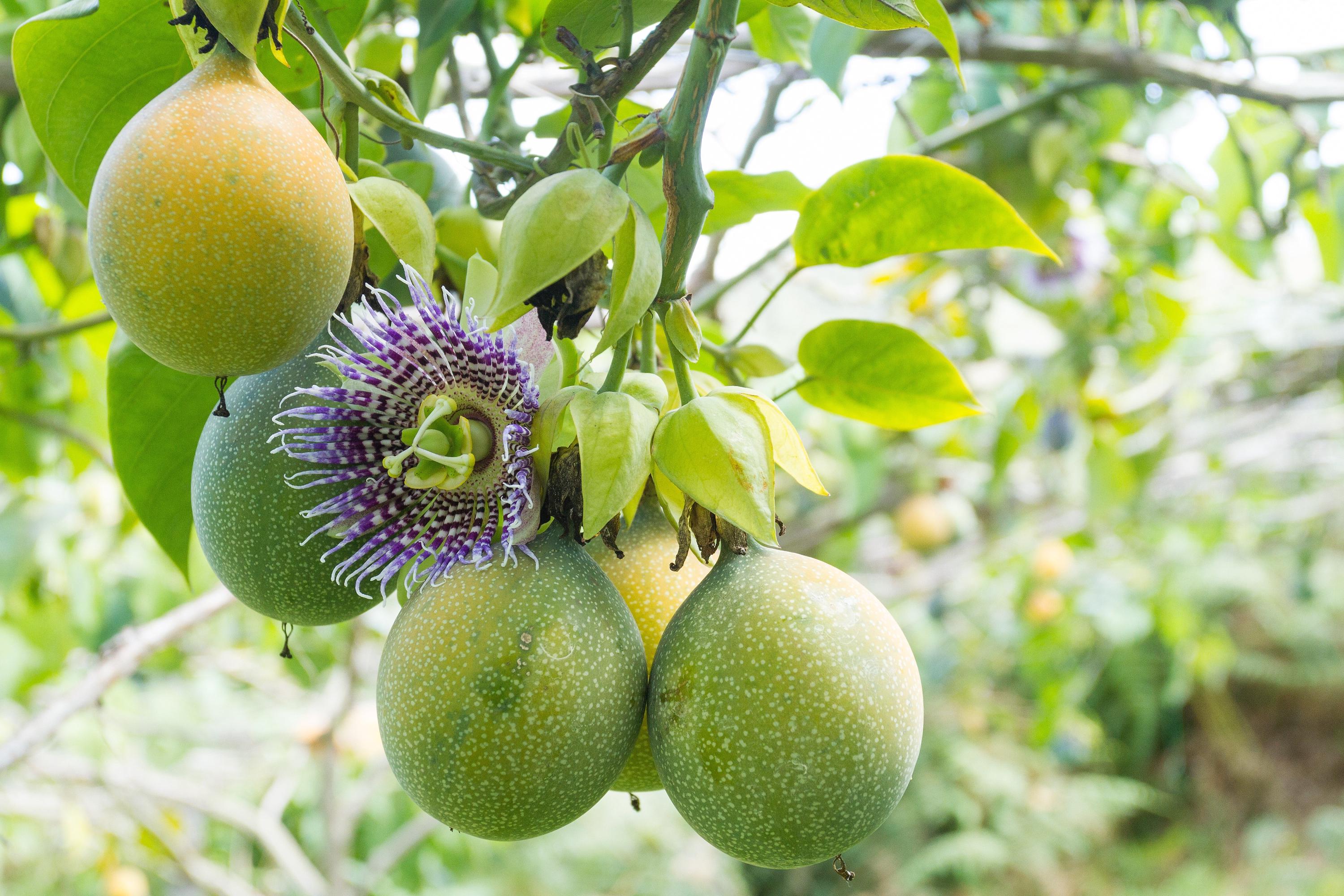 Tropical Granadilla Seeds – Non-GMO Passiflora ligularis Fruit Vine