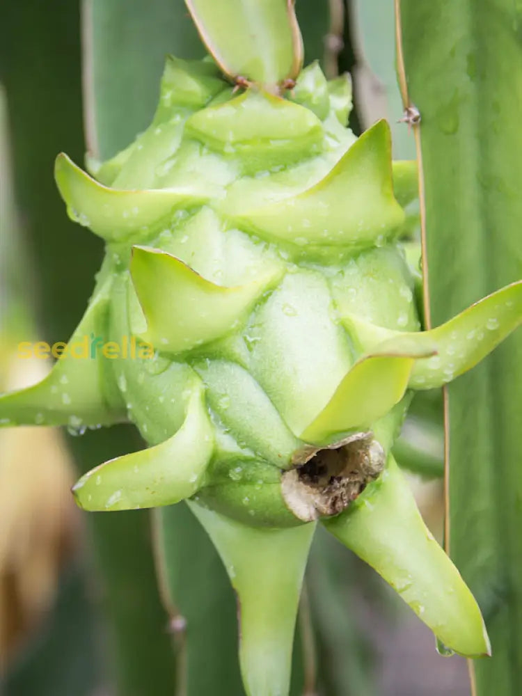 Tropical Green Dragon Fruit Seeds for Home Garden
