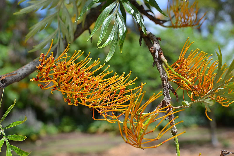Tropical Grevillea Robusta Plant in Landscape