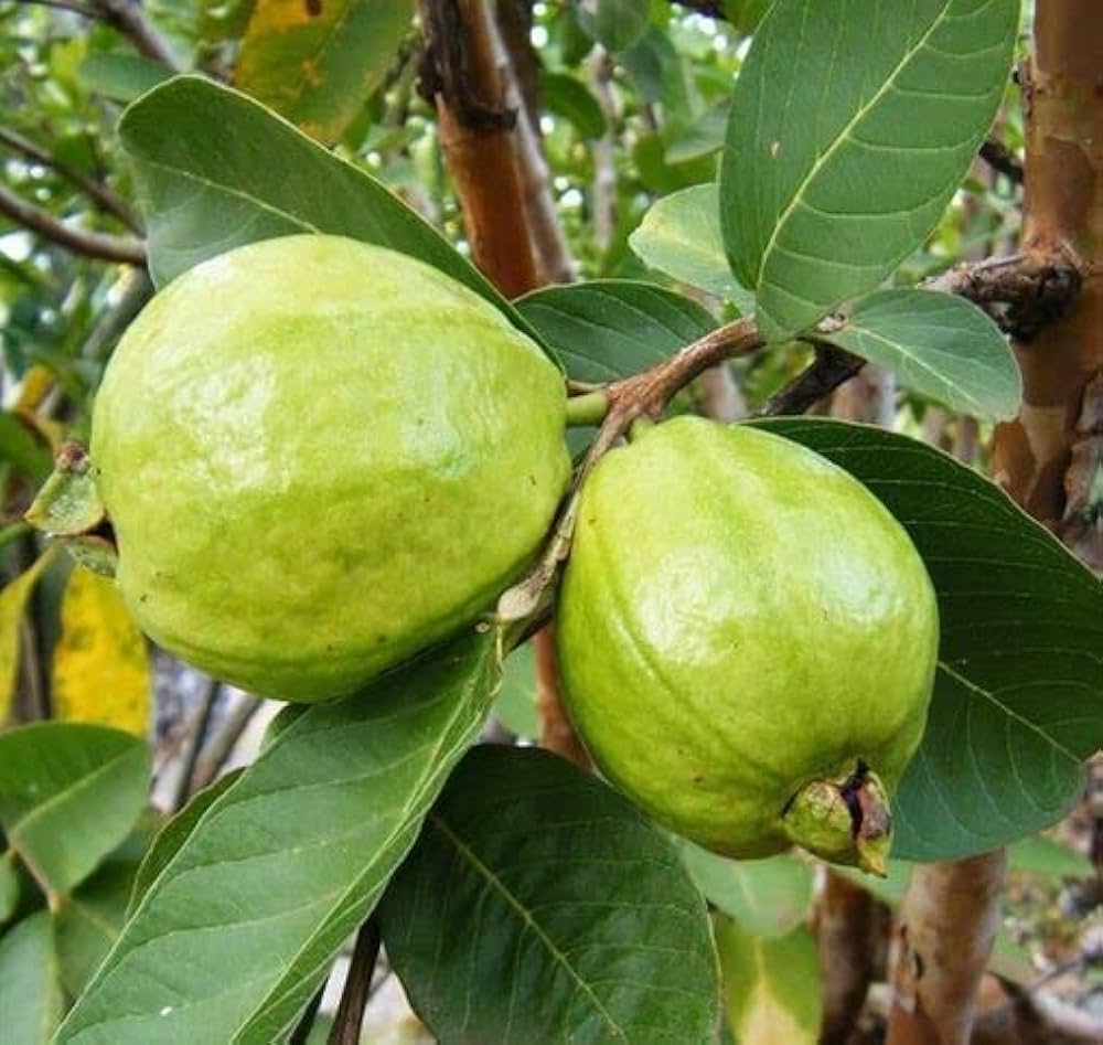 Tropical guava fruit tree seeds for warm climate gardens
