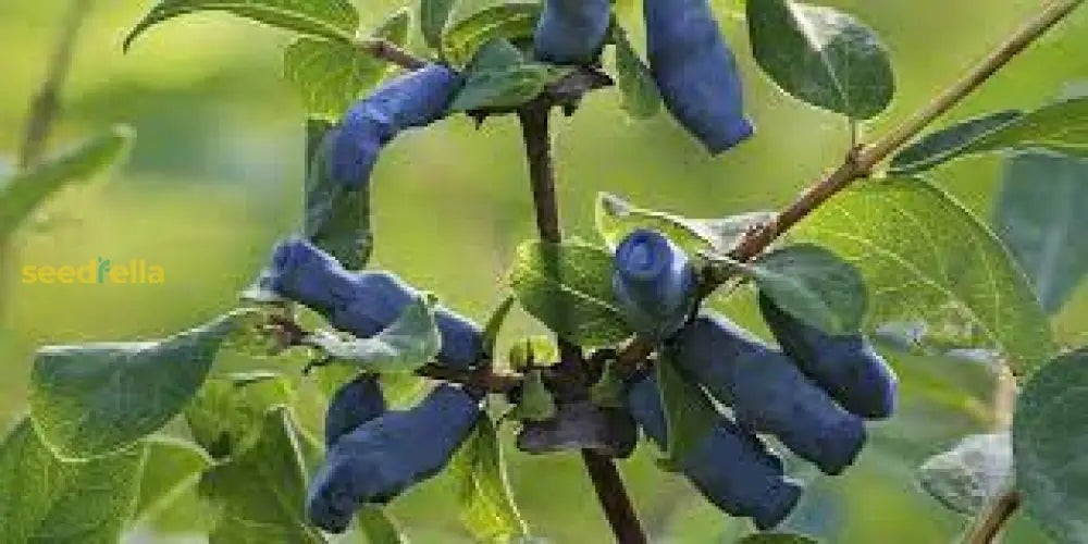 Tropical Haskap Berry Seeds Easy Growing