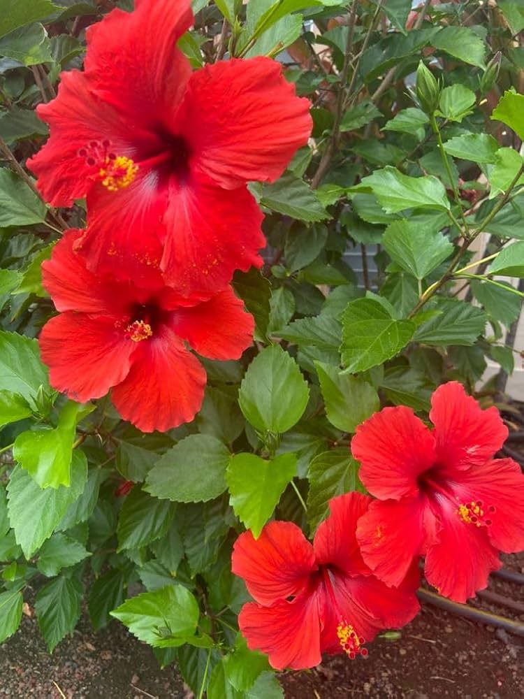 Close-up of a tropical Hibiscus flower showing vibrant petals and lush green leaves.