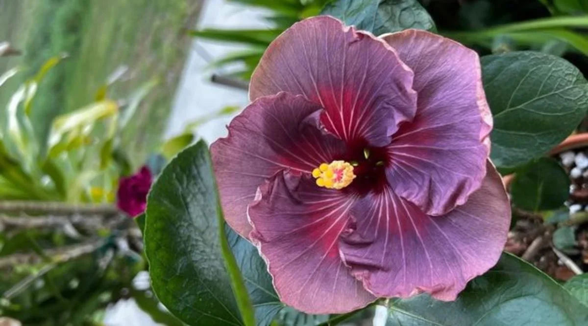 Tropical Dark Gray Hibiscus Plant