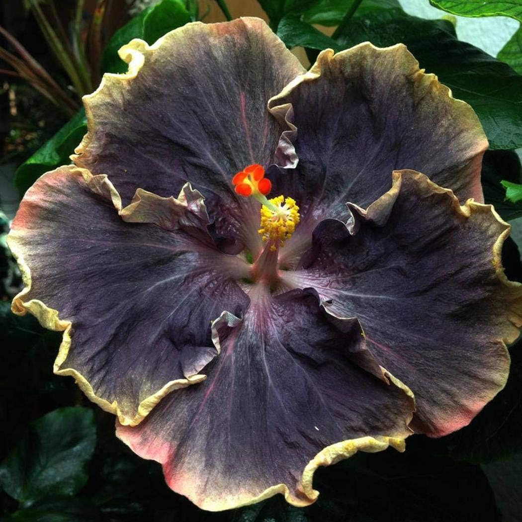 Tropical Dark Purple Hibiscus Plants in Garden