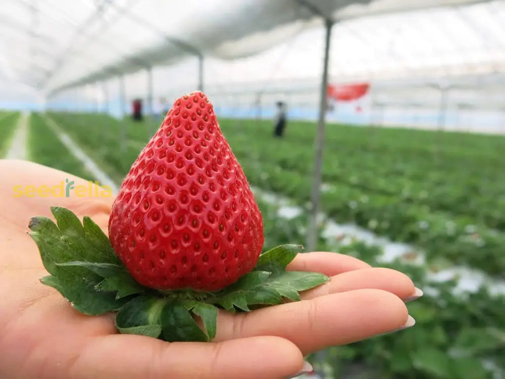 Tropical Japanese Hokowase Strawberry Seeds Easy Growing