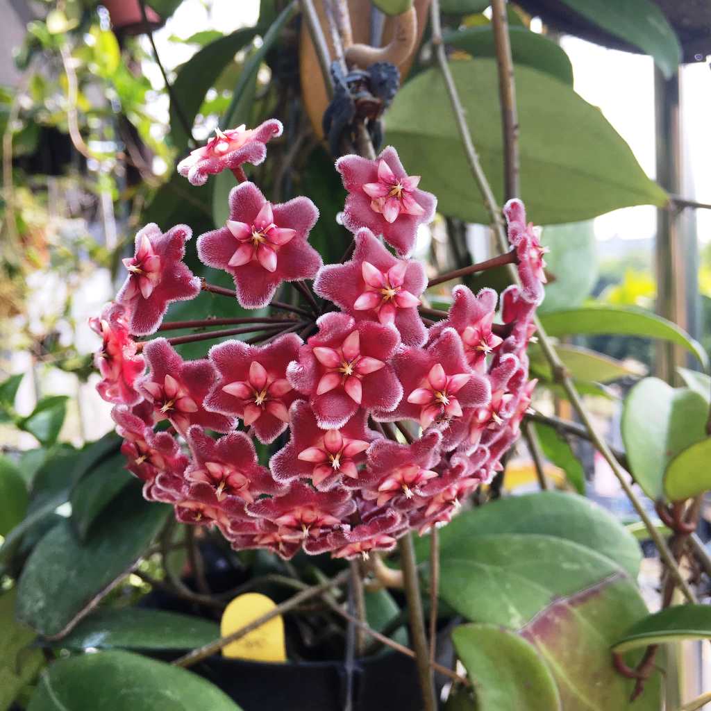 Tropical Hoya Vine with Deep Red Flowers