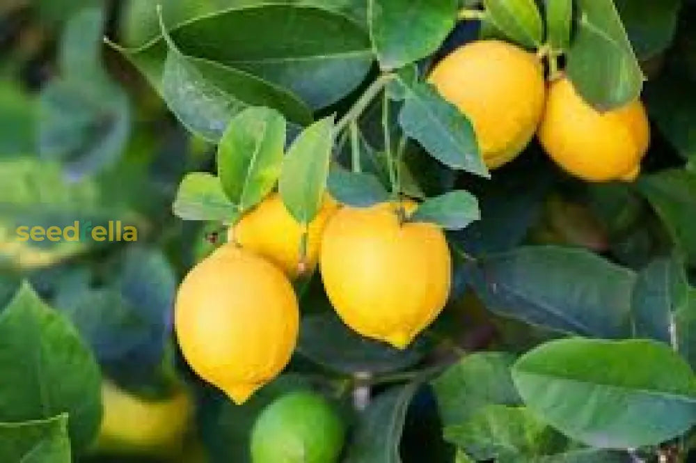 Tropical Lemon Seeds Yellow Fruit Variety