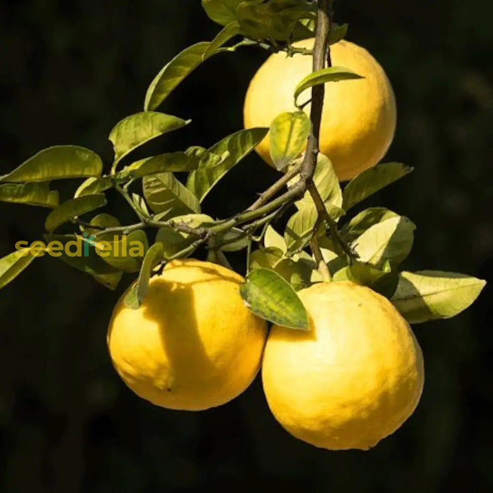 Tropical Lemon Tree Seeds Ponderosa Variety for Home Garden