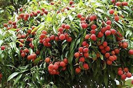 Tropical lychee tree growth from non-GMO seeds