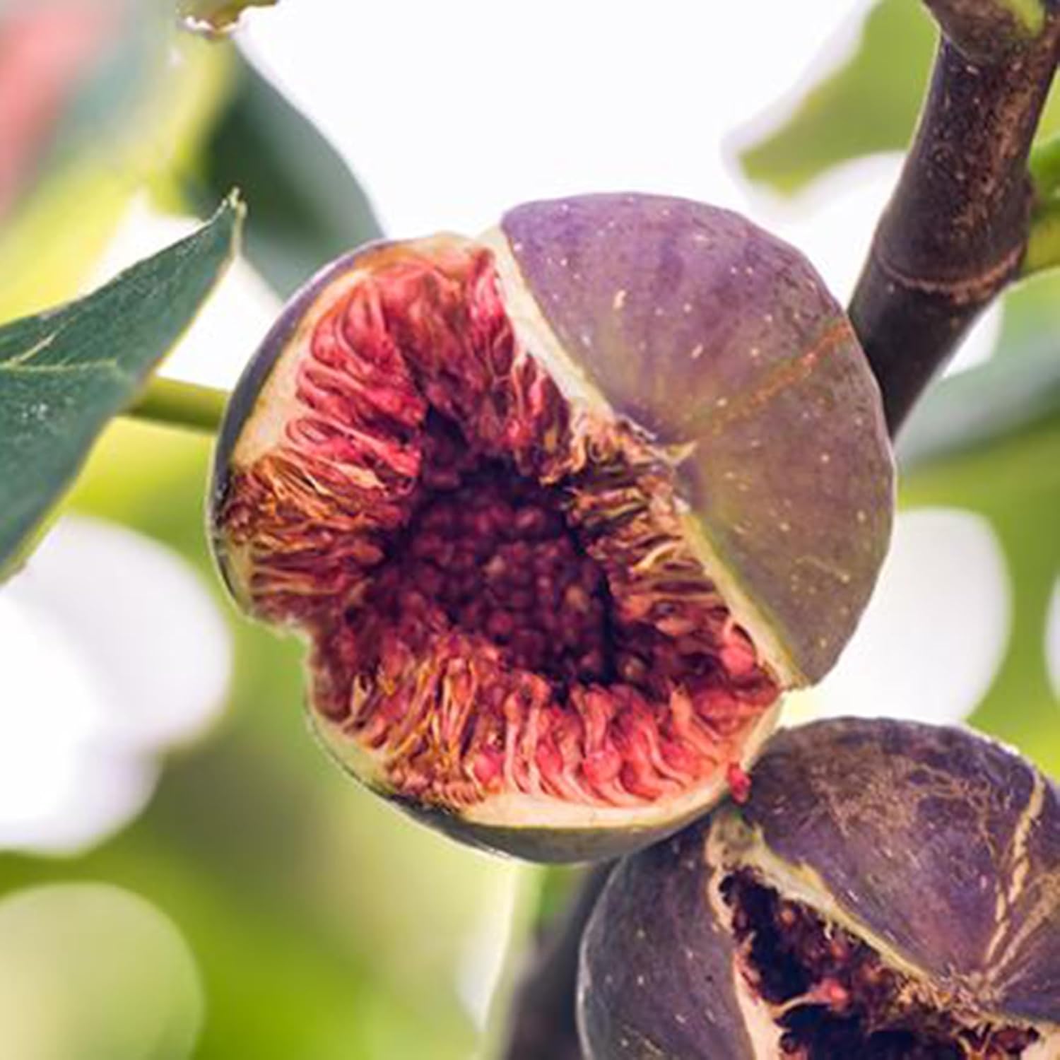 Tropical Madeira Fig Seeds Easy Growing