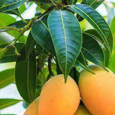 Tropical mango tree growing from non-GMO seeds