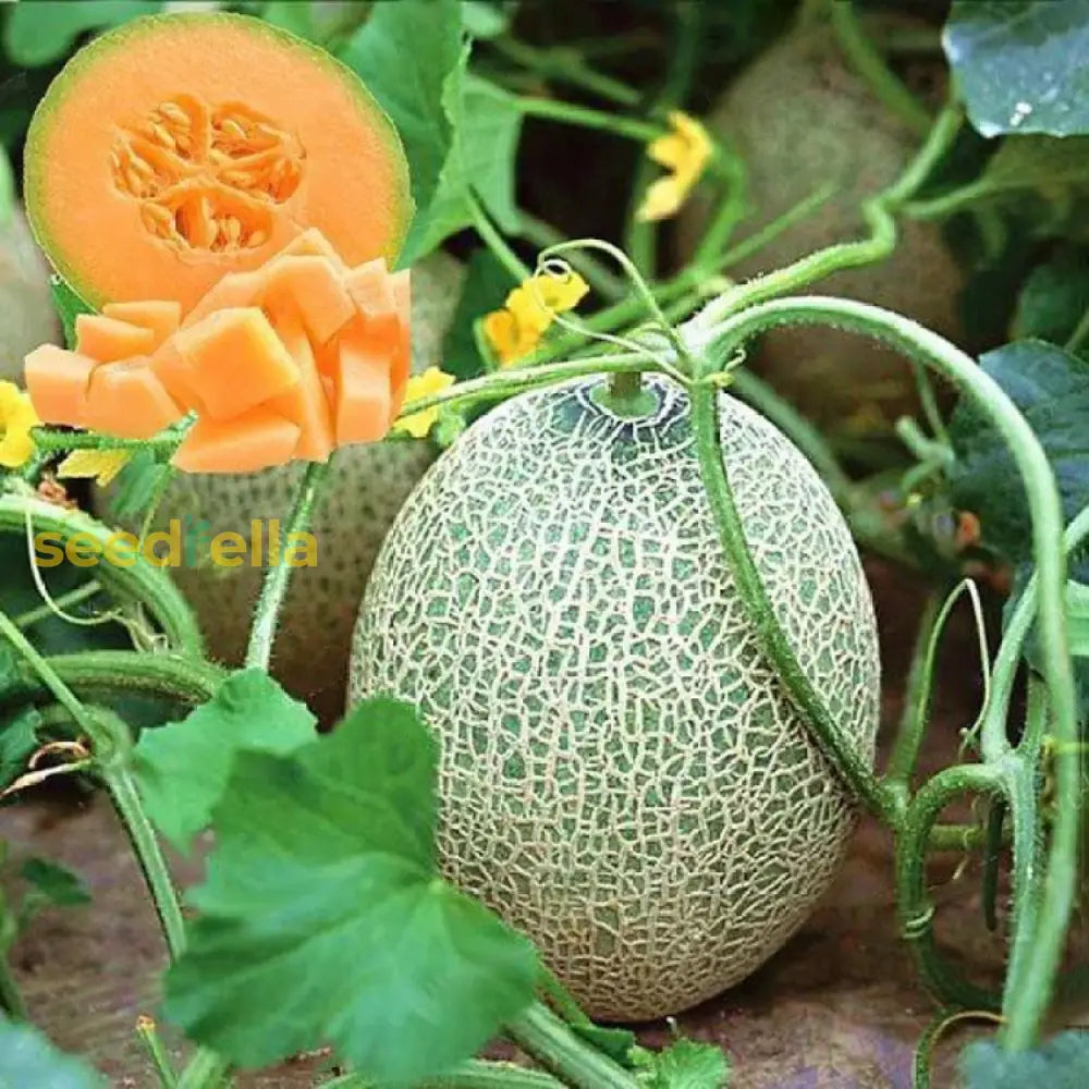 Tropical Melon Seeds Cantaloupe Variety for Home Garden