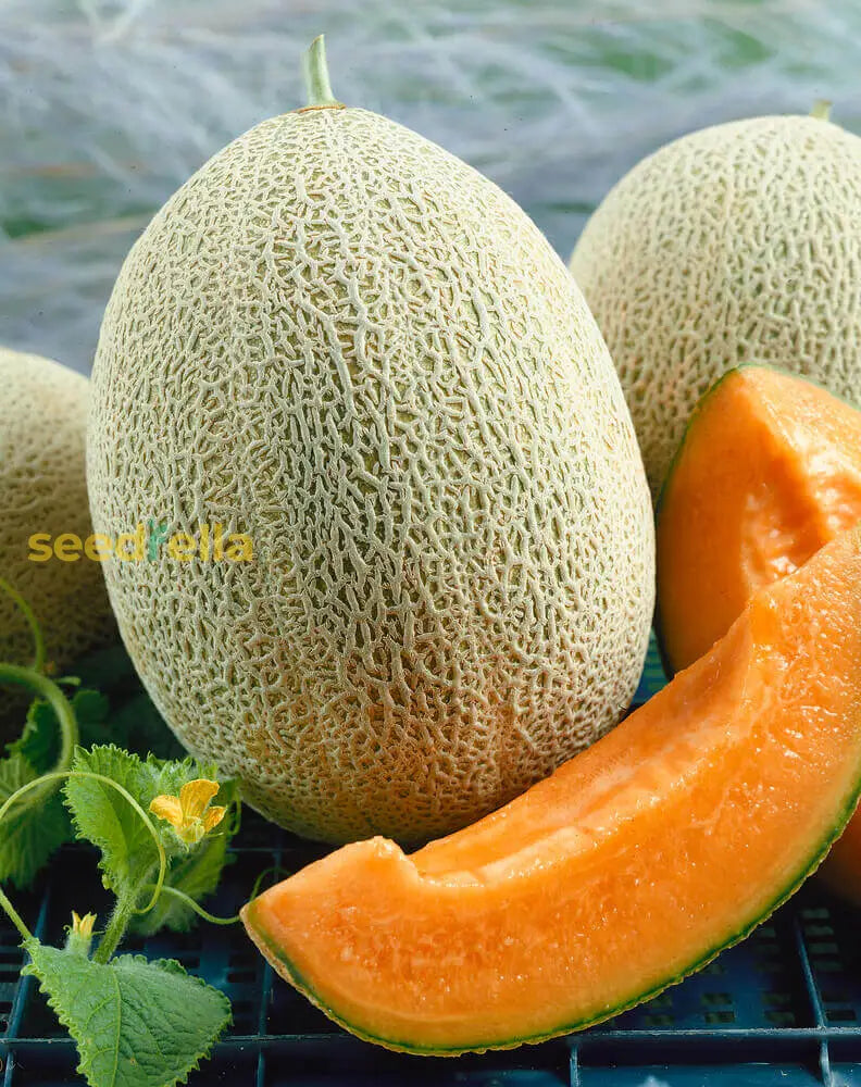 Tropical Melon Seeds Yellow Cantaloupe Variety for Home Garden