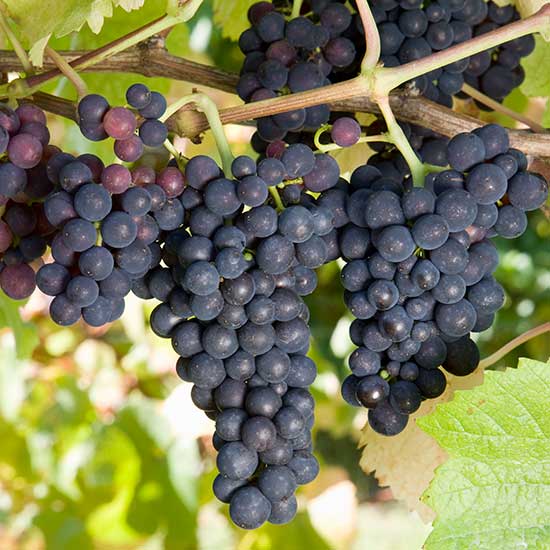 Tropical Merlot Grape Seeds for Home Garden