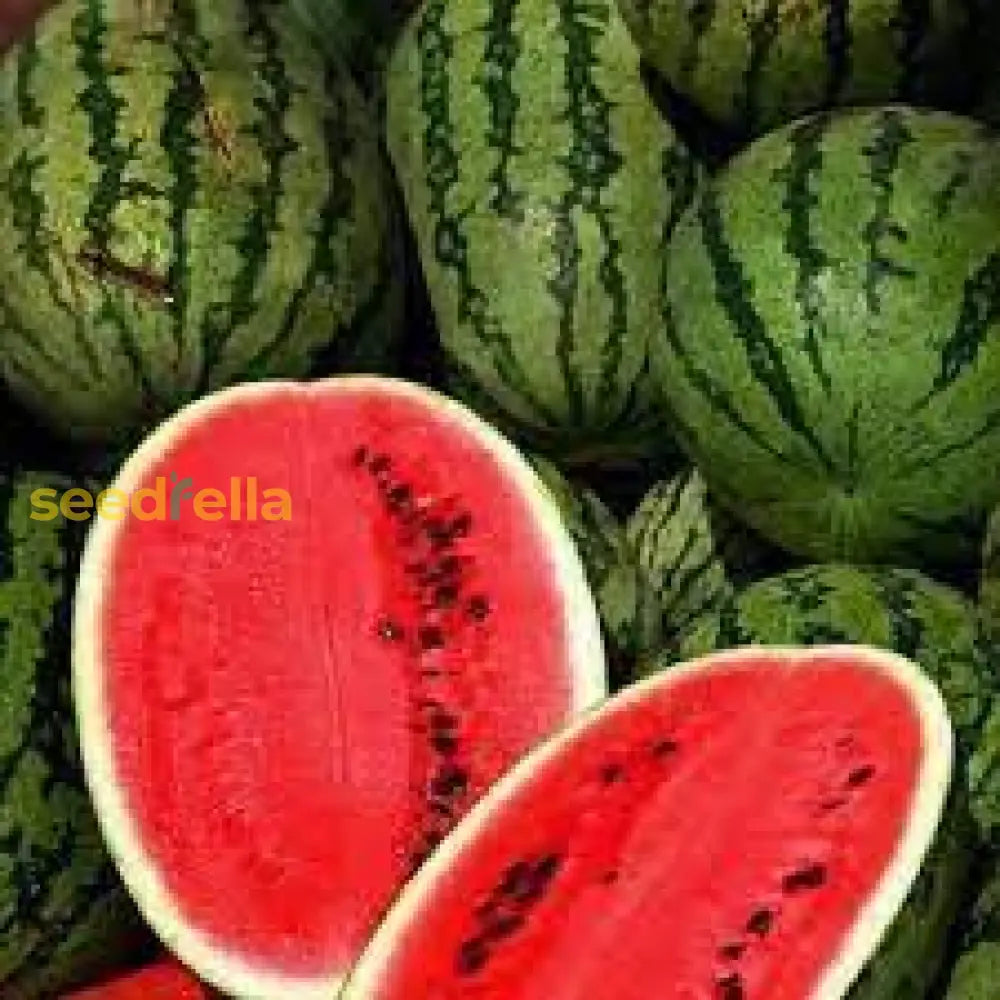 Tropical Mountain Hoosier Watermelon Seeds Easy Growing