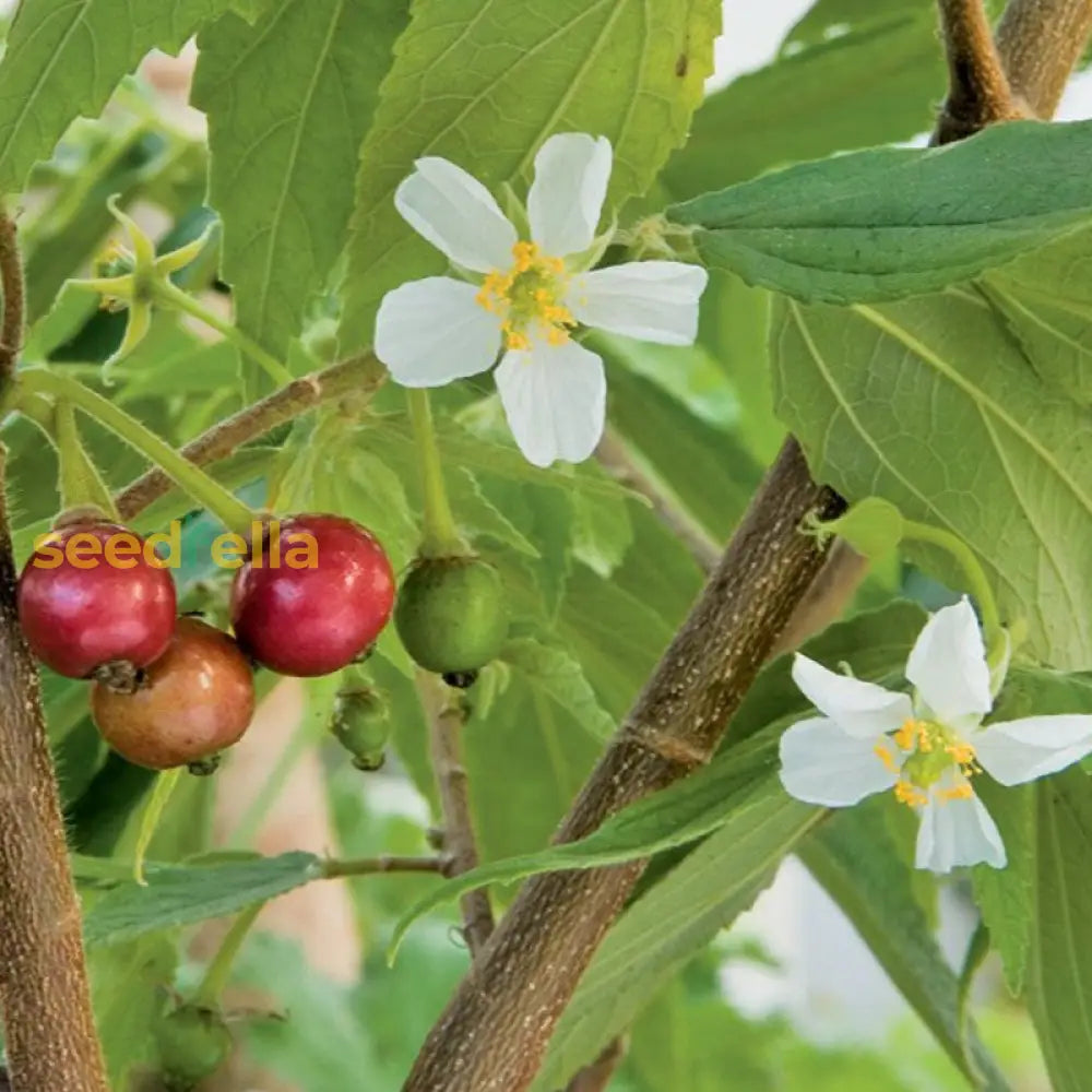 Tropical Muntingia Fruit Seeds for Home Garden