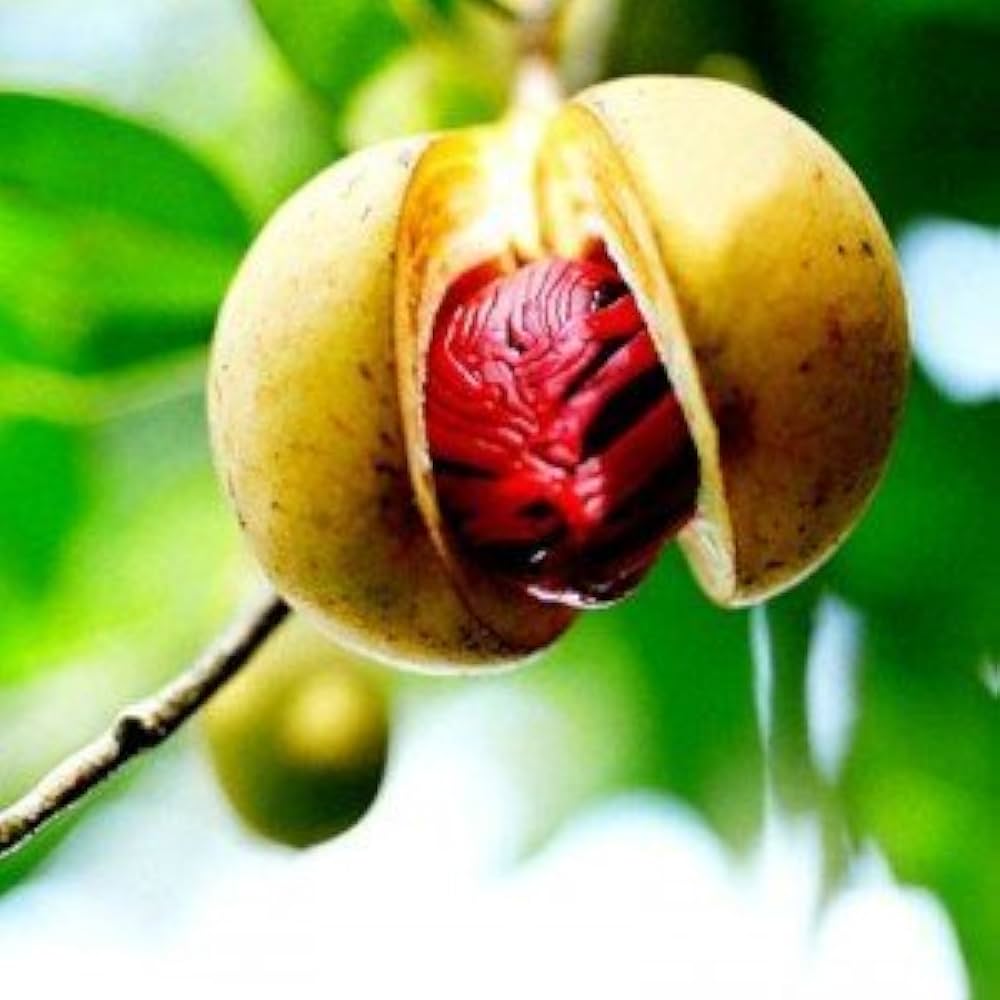 Tropical Nutmeg Seeds – Non-GMO Myristica fragrans Spice Tree