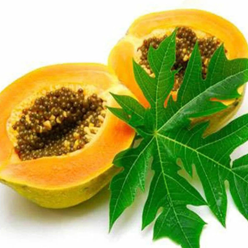 Tropical papaya tree growing from yellow papaya seeds