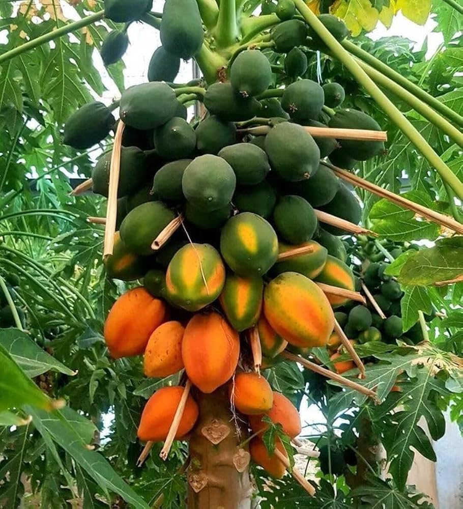 Tropical papaya tree growth from seeds in home gardens