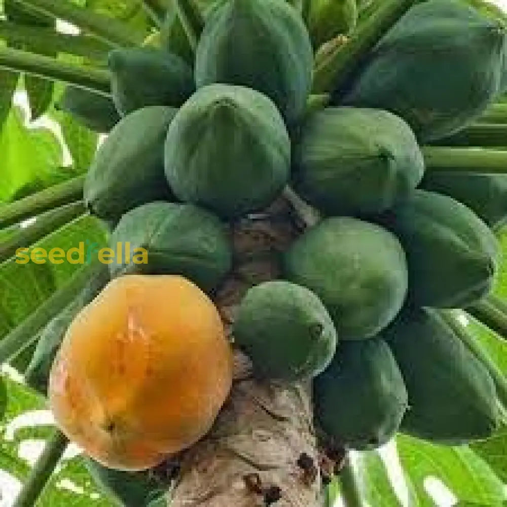 Tropical Papaya Plant in Home Garden