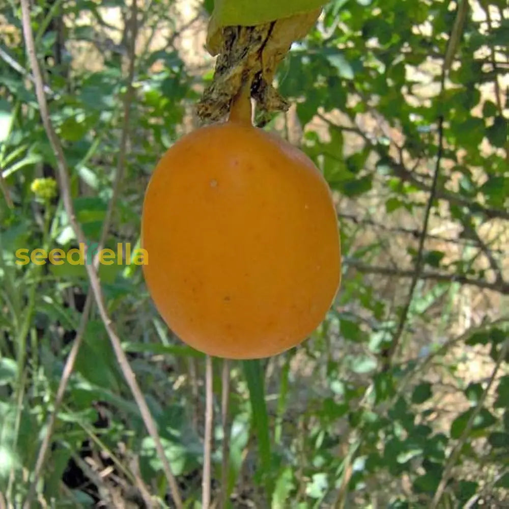 Tropical Passion Fruit Vine Seeds for Garden Trellises
