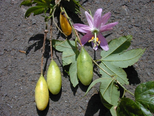Tropical Passionfruit Seeds – Banana Passion Fruit Non-GMO Climbing Vine