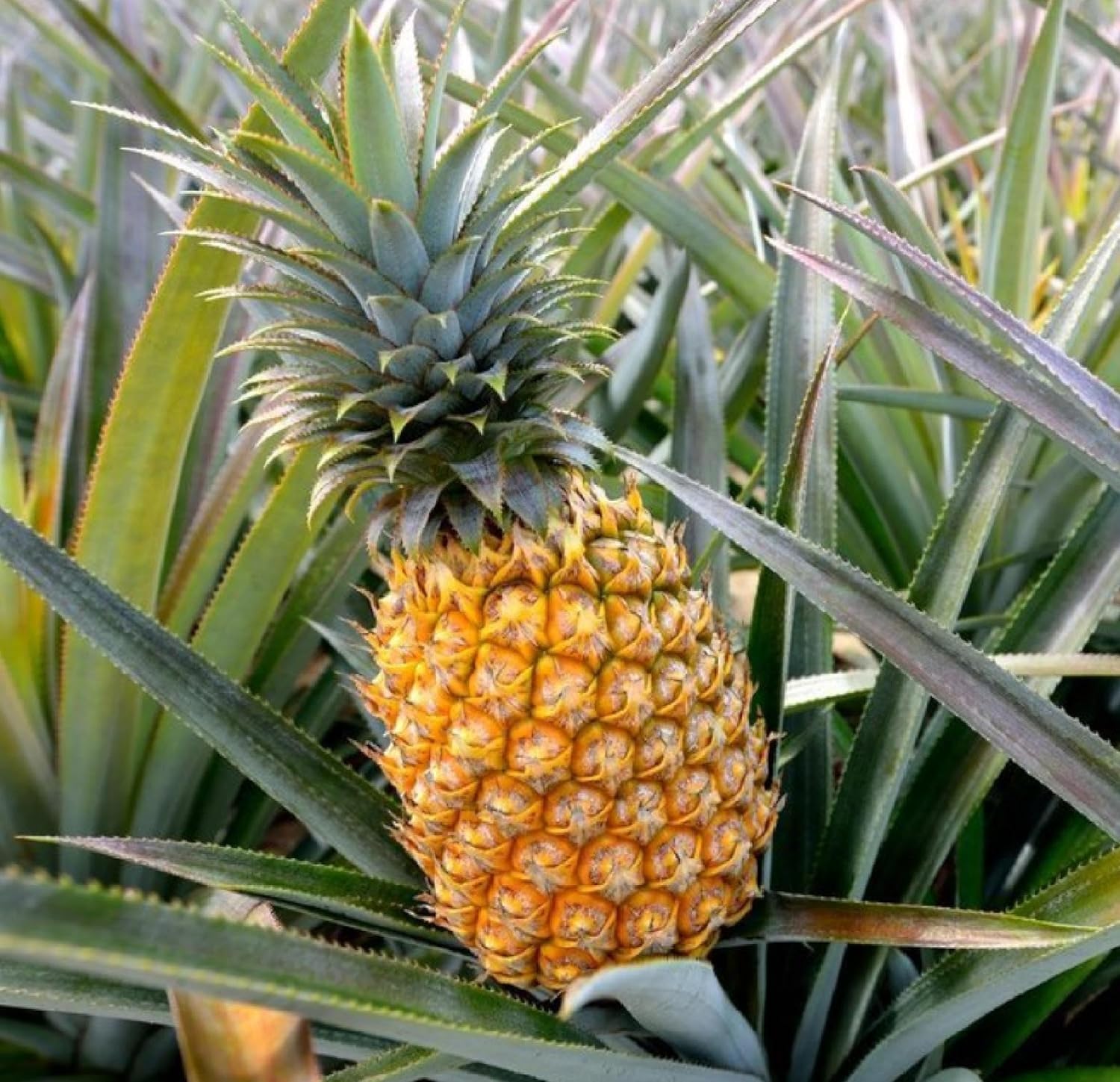 Tropical pineapple plant growing in full sun