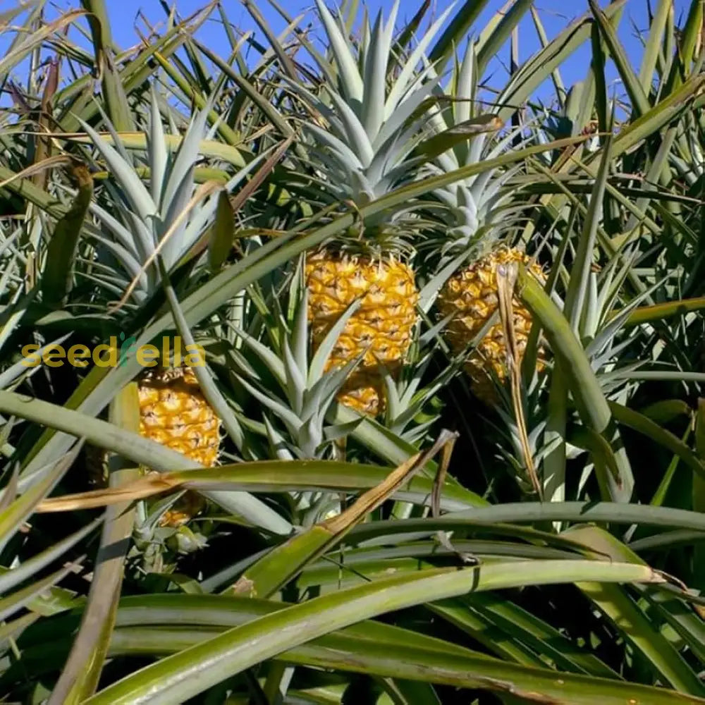 Tropical Pineapple Plant with Green Foliage
