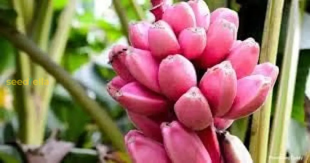 Tropical Pink Banana Seeds Variety for Home Garden