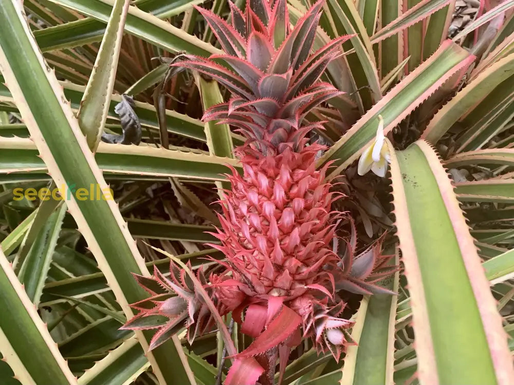 Tropical Pink Pineapple Seeds for Home Garden