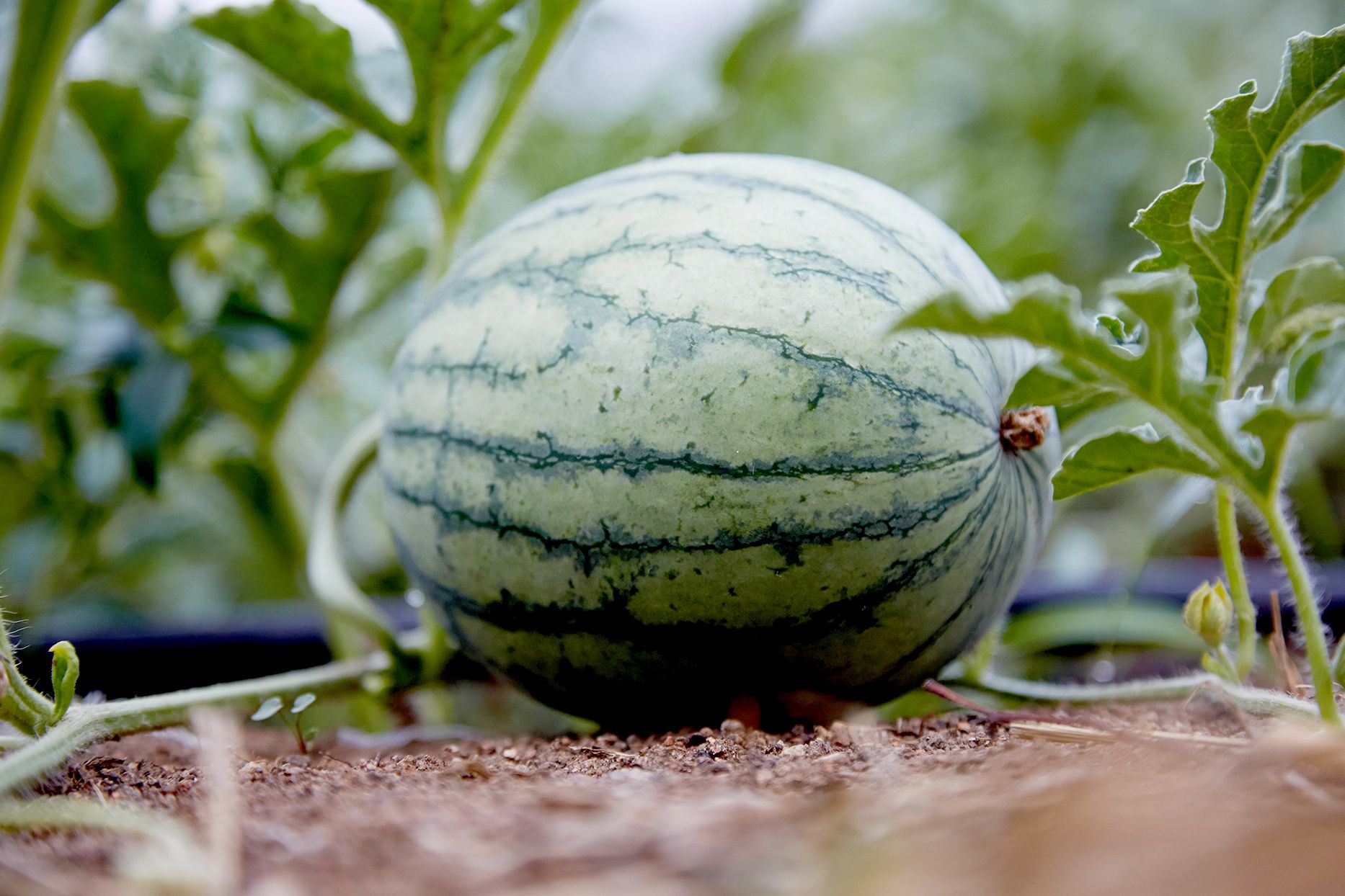 Tropical pink watermelon variety growing in sunny garden