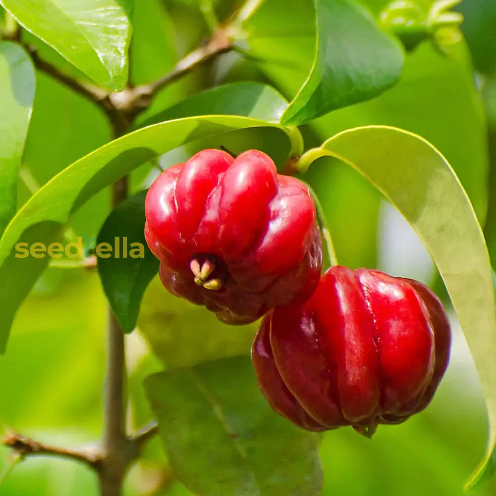 Tropical Pitanga Fruit Seeds for Easy Growing