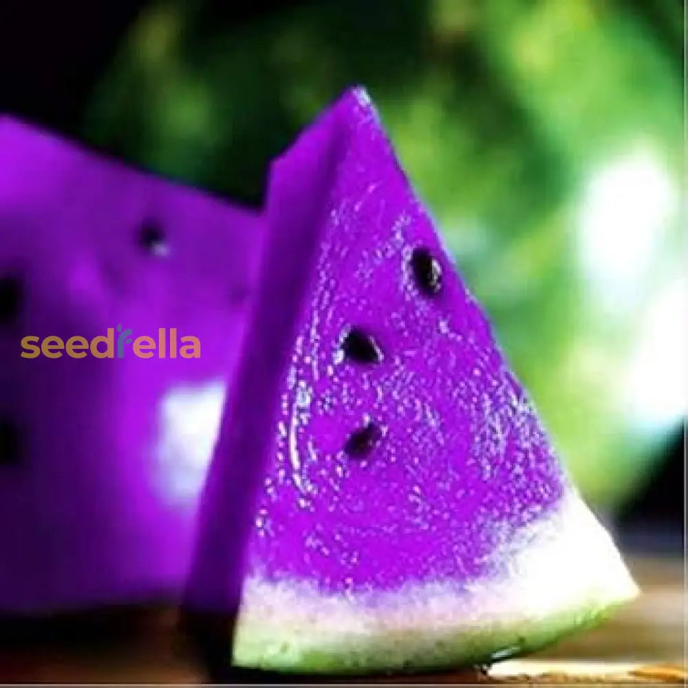 Tropical Purple Watermelon Seeds for Home Garden