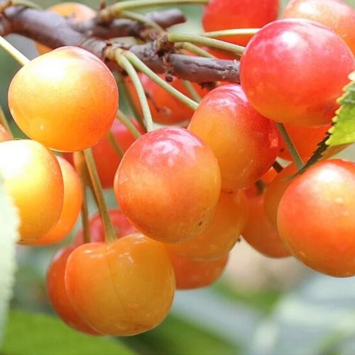 Tropical Rainier Cherry Seeds for Home Garden