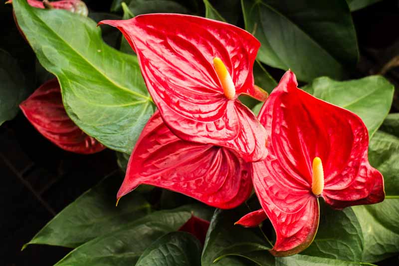 Tropical Red Anthurium Plants with Glossy Green Leaves