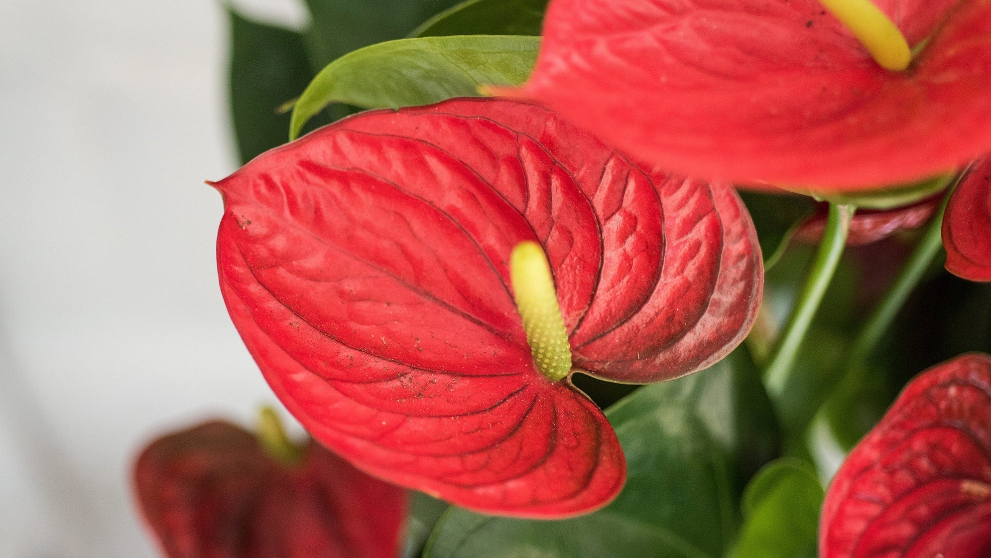 Tropical Red Anthurium Plants with Glossy Leaves
