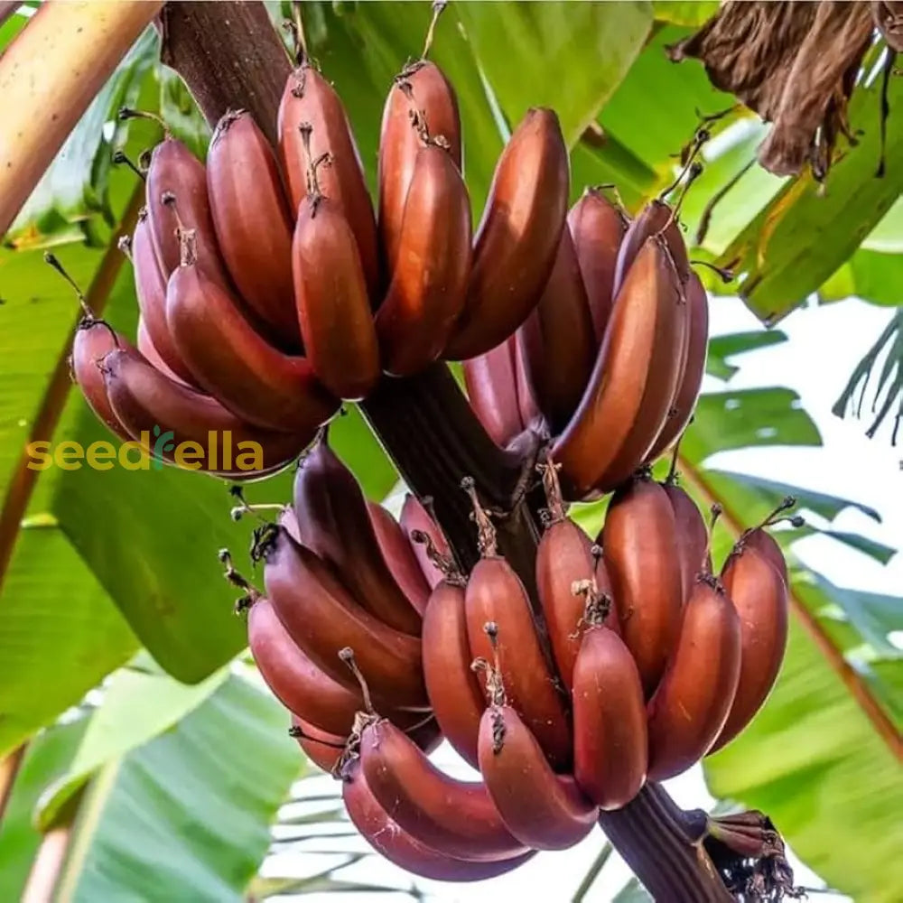 Tropical Red Banana Seeds Maroon Variety for Home Garden