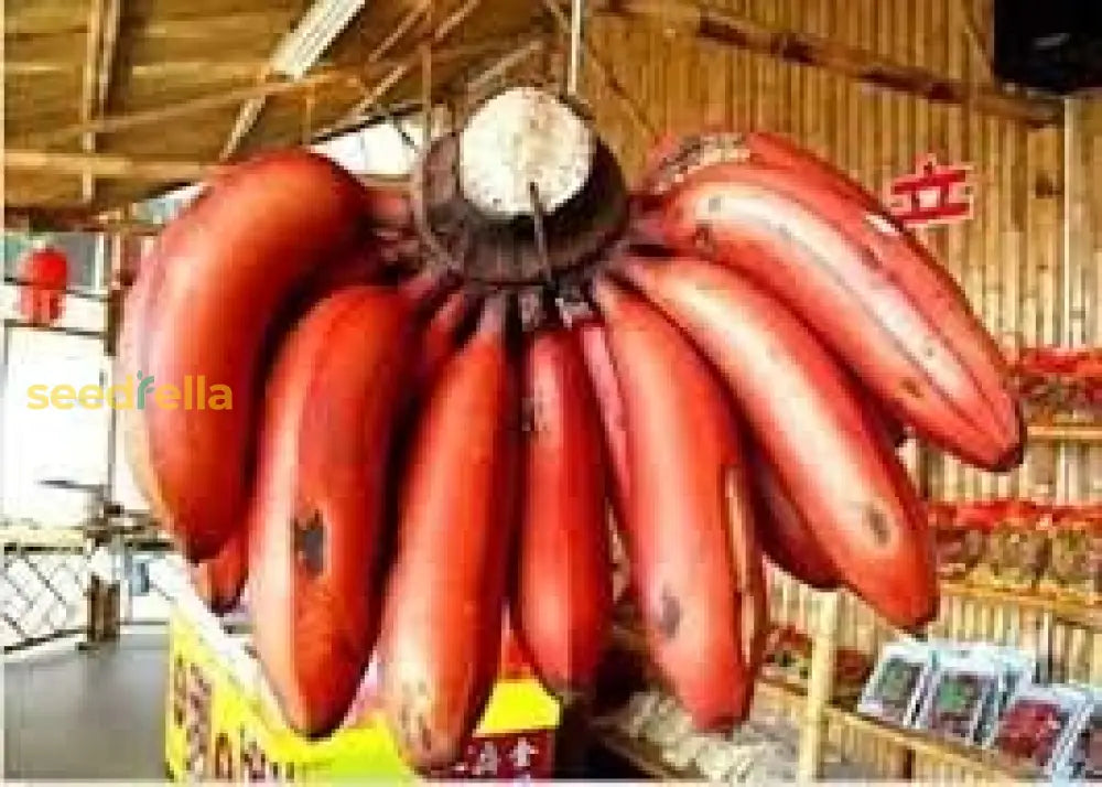 Tropical Red Banana Seeds Variety for Home Garden