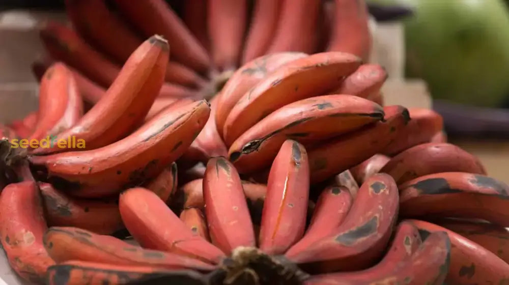 Tropical Red Banana Plant Seeds for Backyards and Patios
