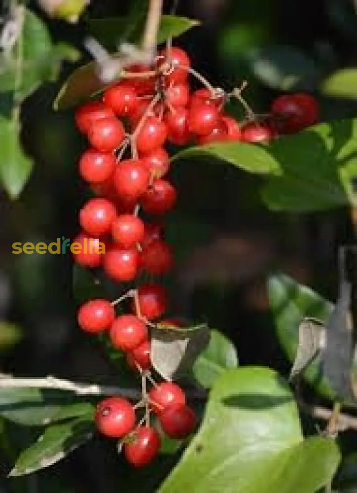 Tropical Sarsaparilla Seeds for Home Garden